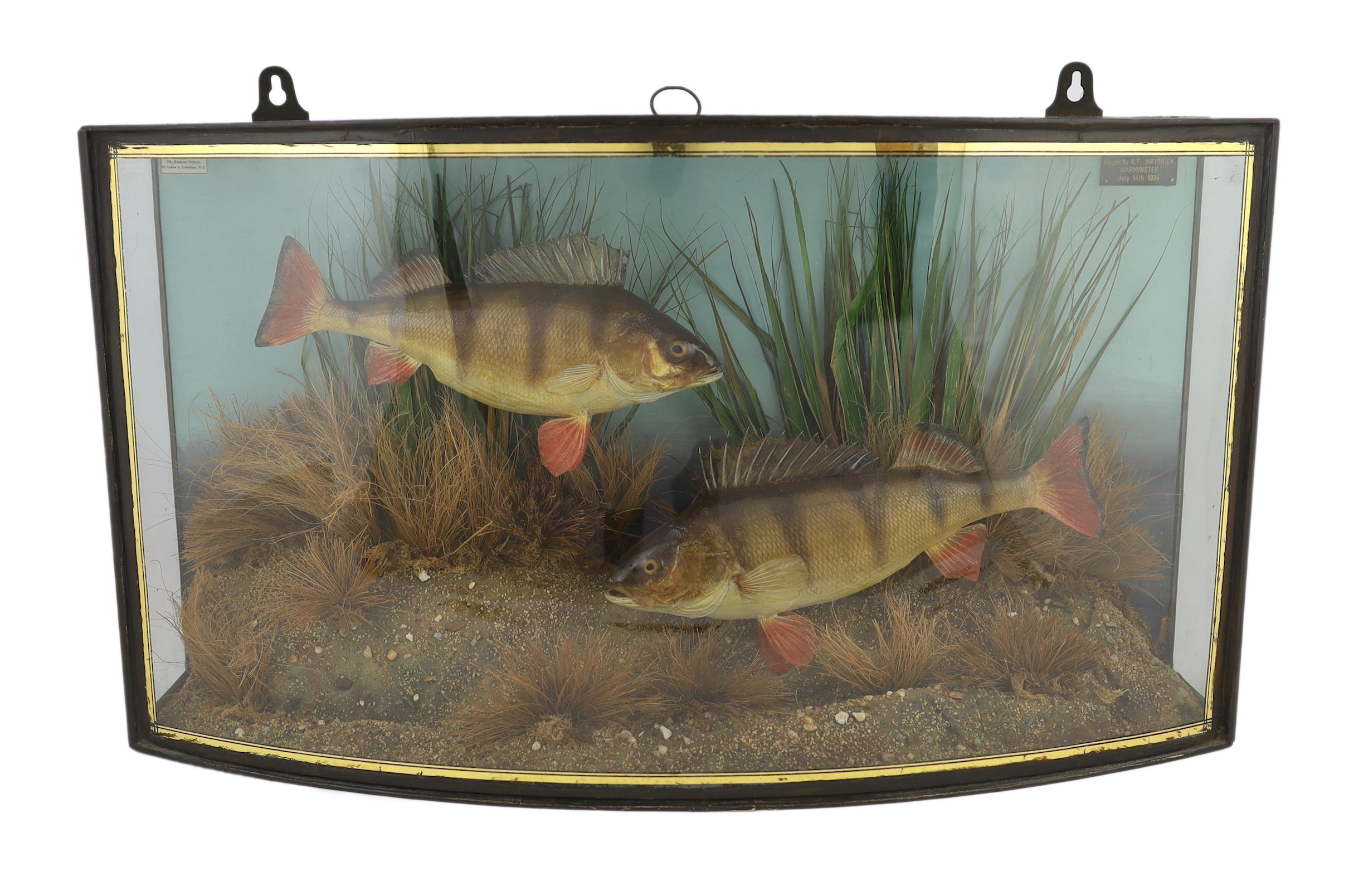 A John Cooper & Sons taxidermic display of two perch, caught by S.F. Maybrick, Warminster, July 14th 1934, width 70cm, height 39cm, depth 20cm